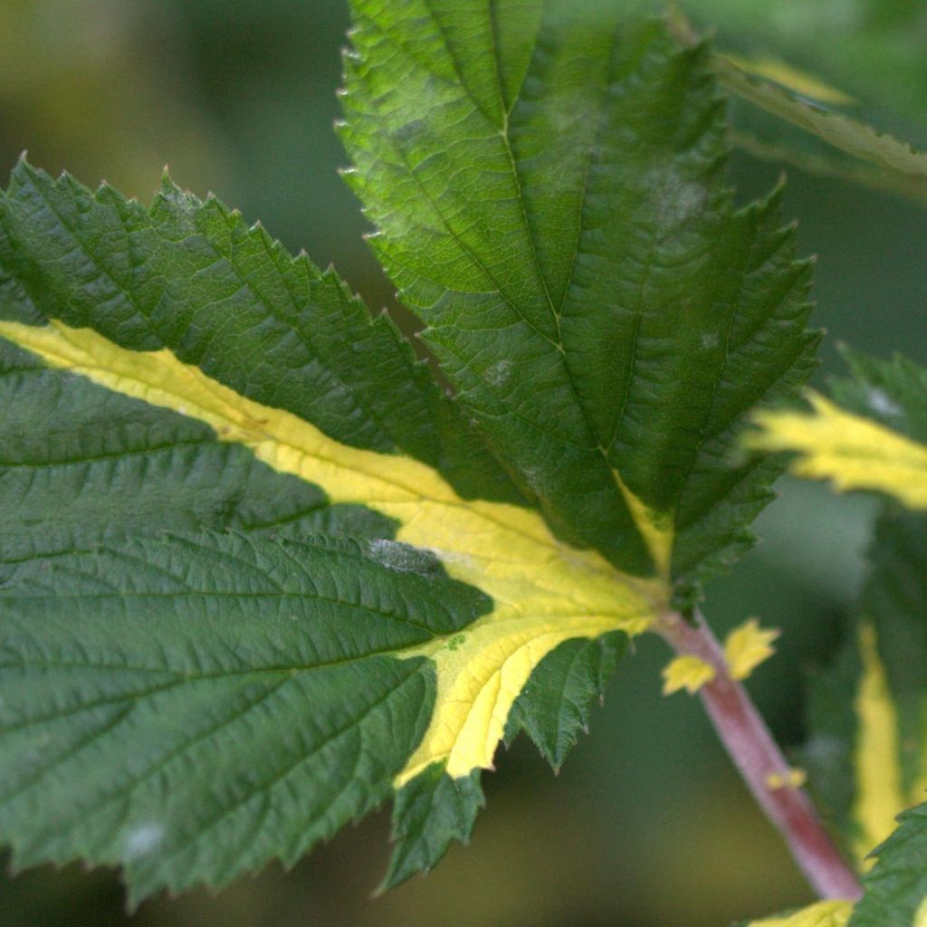 Filipendula ulmaria Variegata