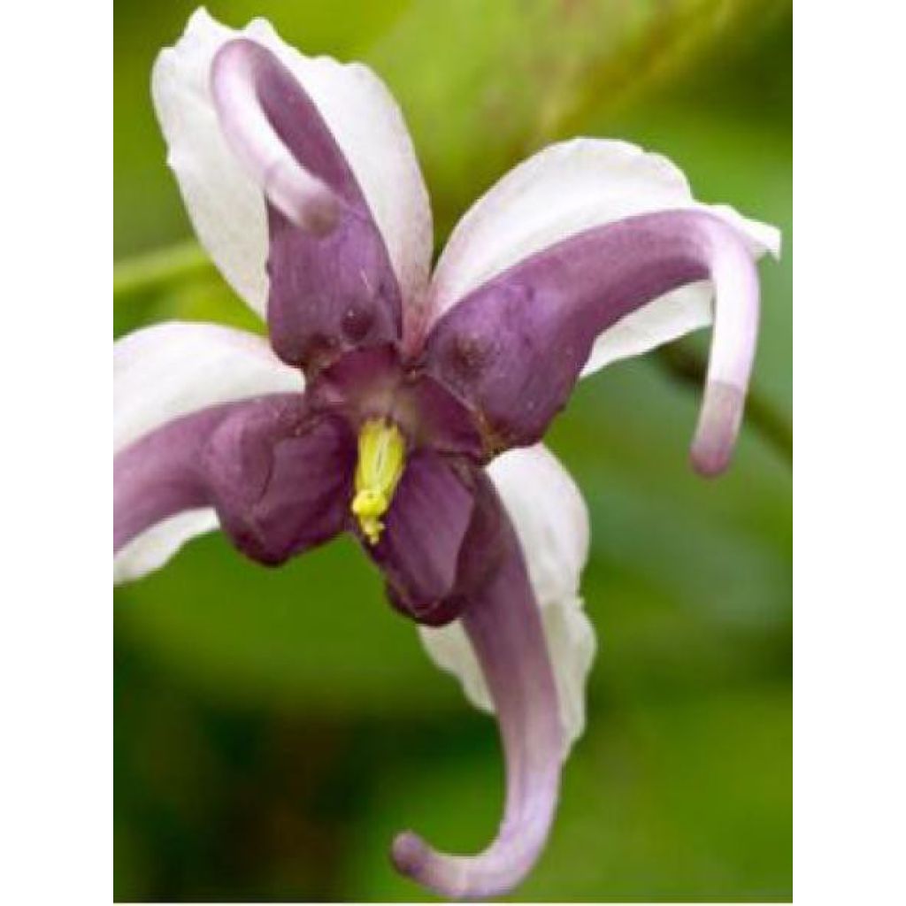 Epimedium acuminatum - Barrenwort