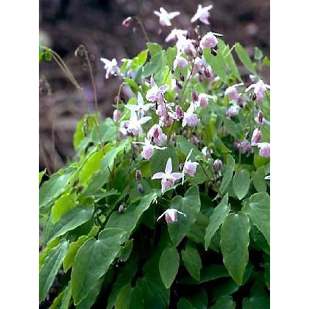 Epimedium x youngianum Roseum - Barrenwort