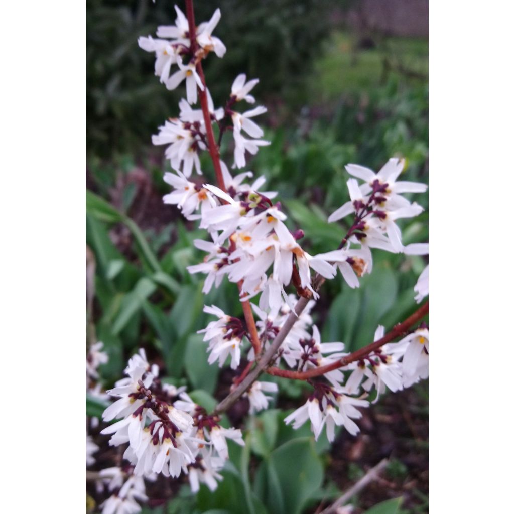 Abeliophyllum distichum - White Forsythia