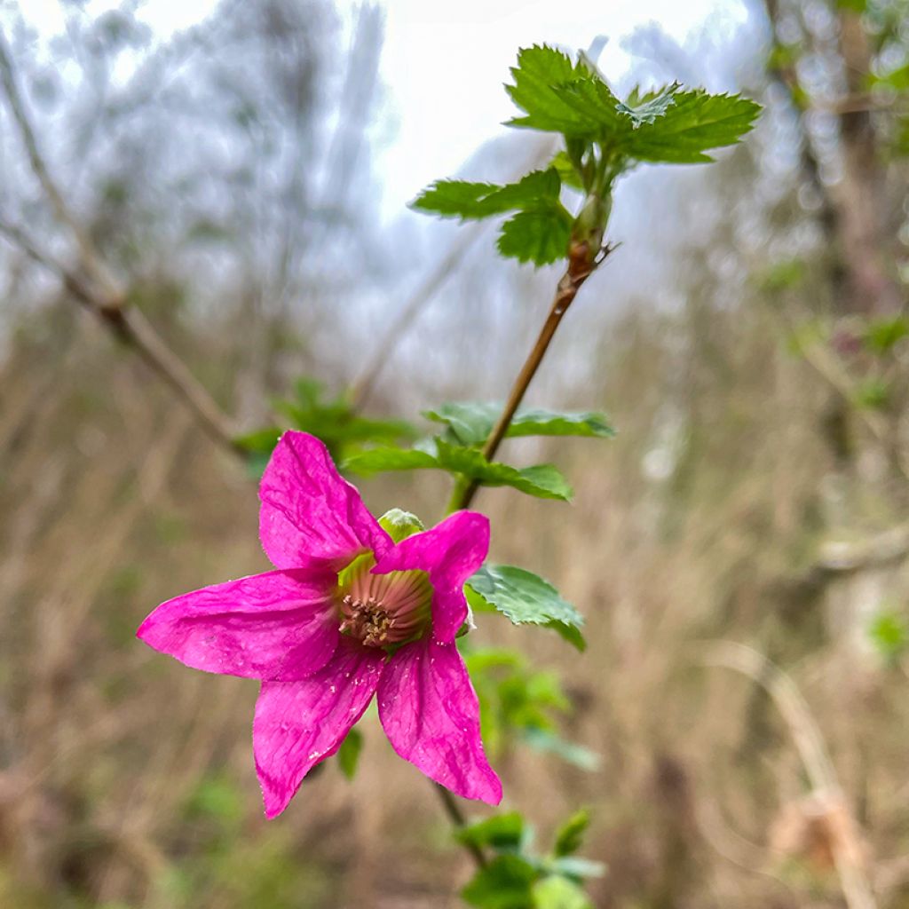 Rubus spectabilis Pacific Rose