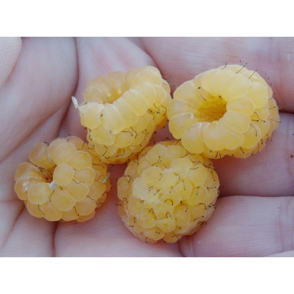 Raspberry Golden Everest- Rubus idaeus