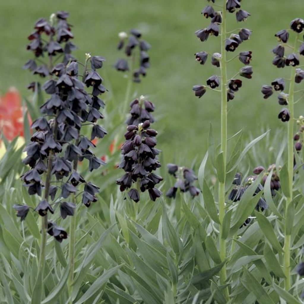 Fritillaria persica Adiyaman