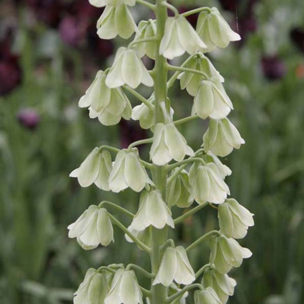 Fritillaria persica Ivory Bells