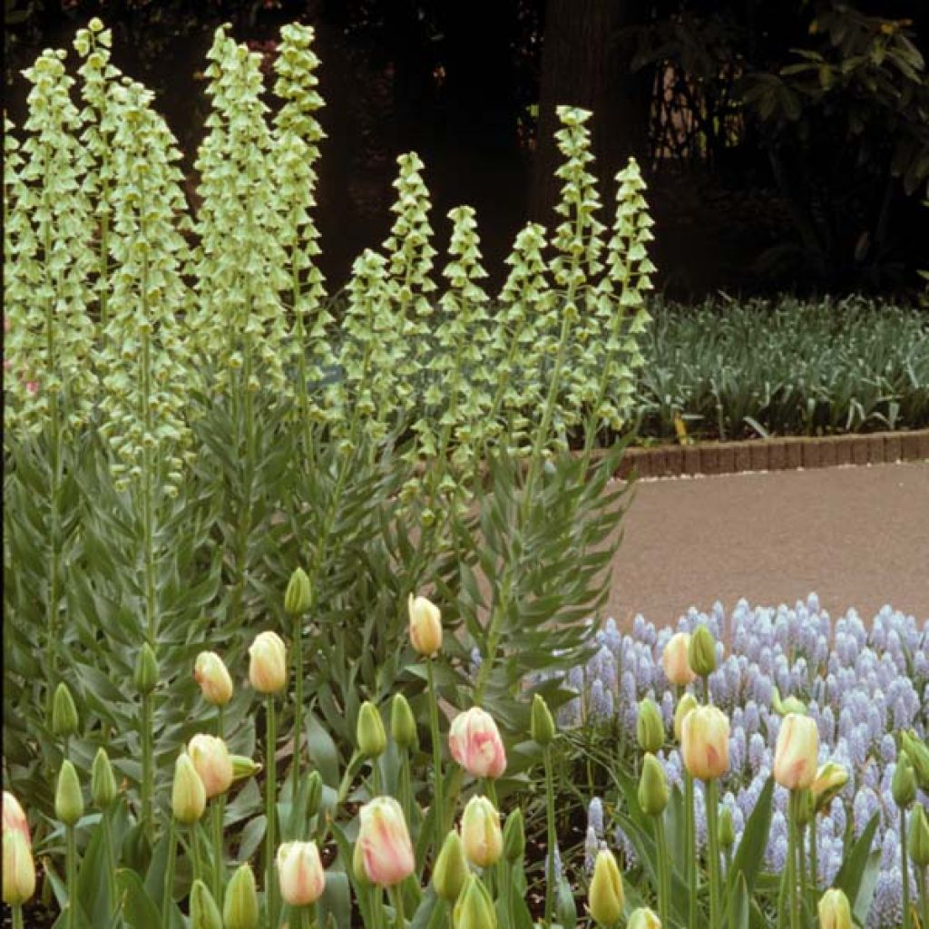Fritillaria persica Ivory Bells