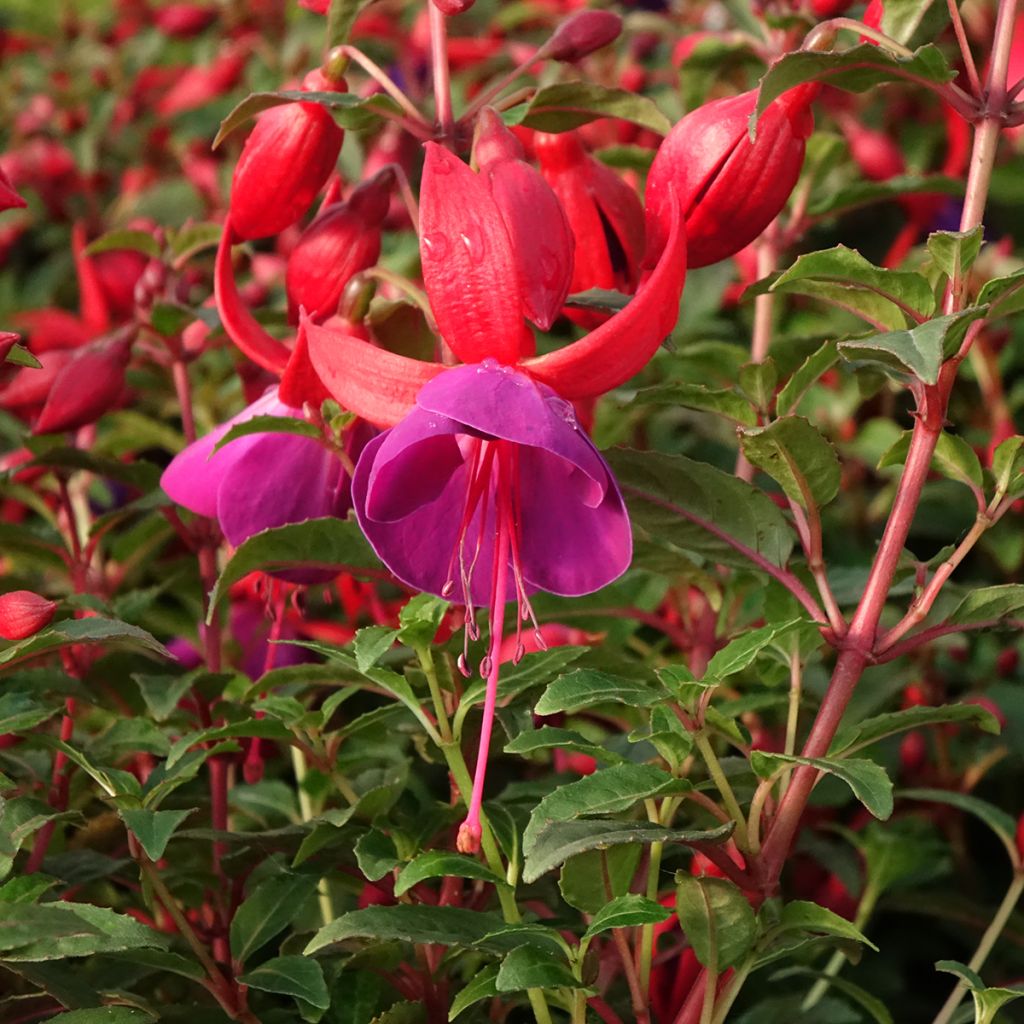 Fuchsia Bella Sacha