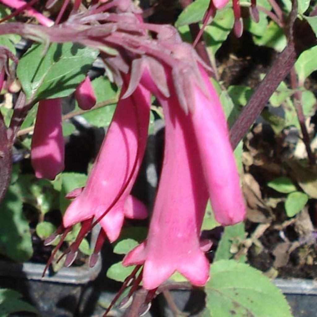 Phygelius Funfare Wine - Cape Fuchsia