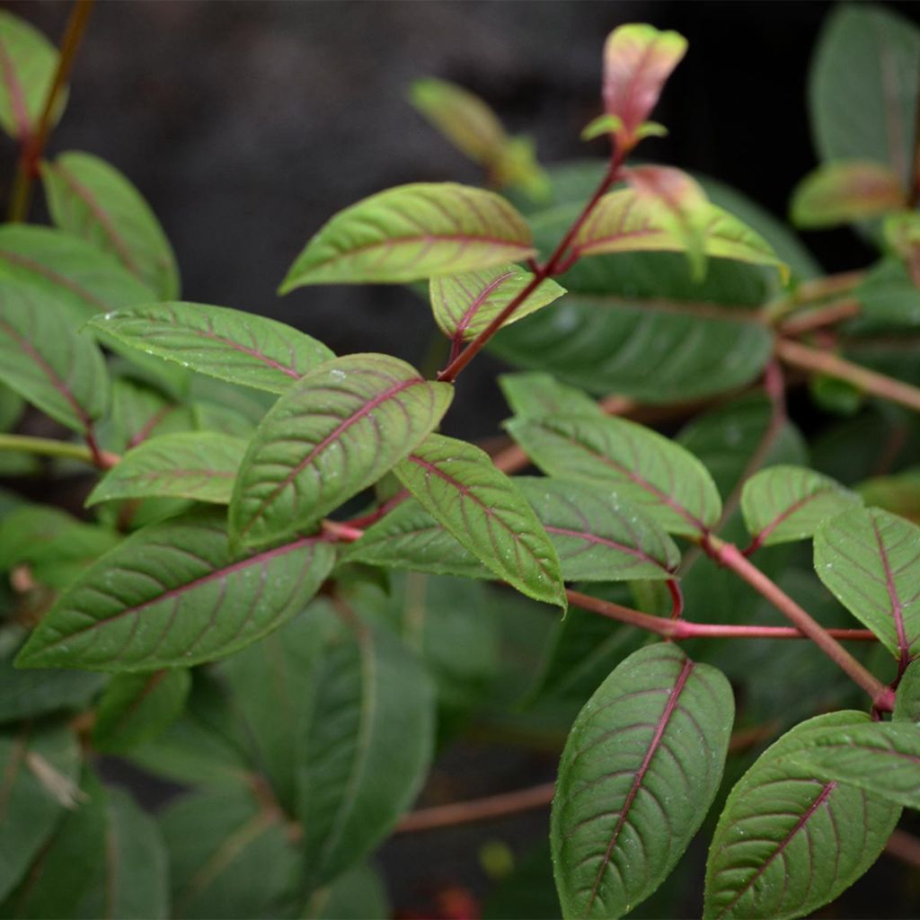 Fuchsia Lady Boothby