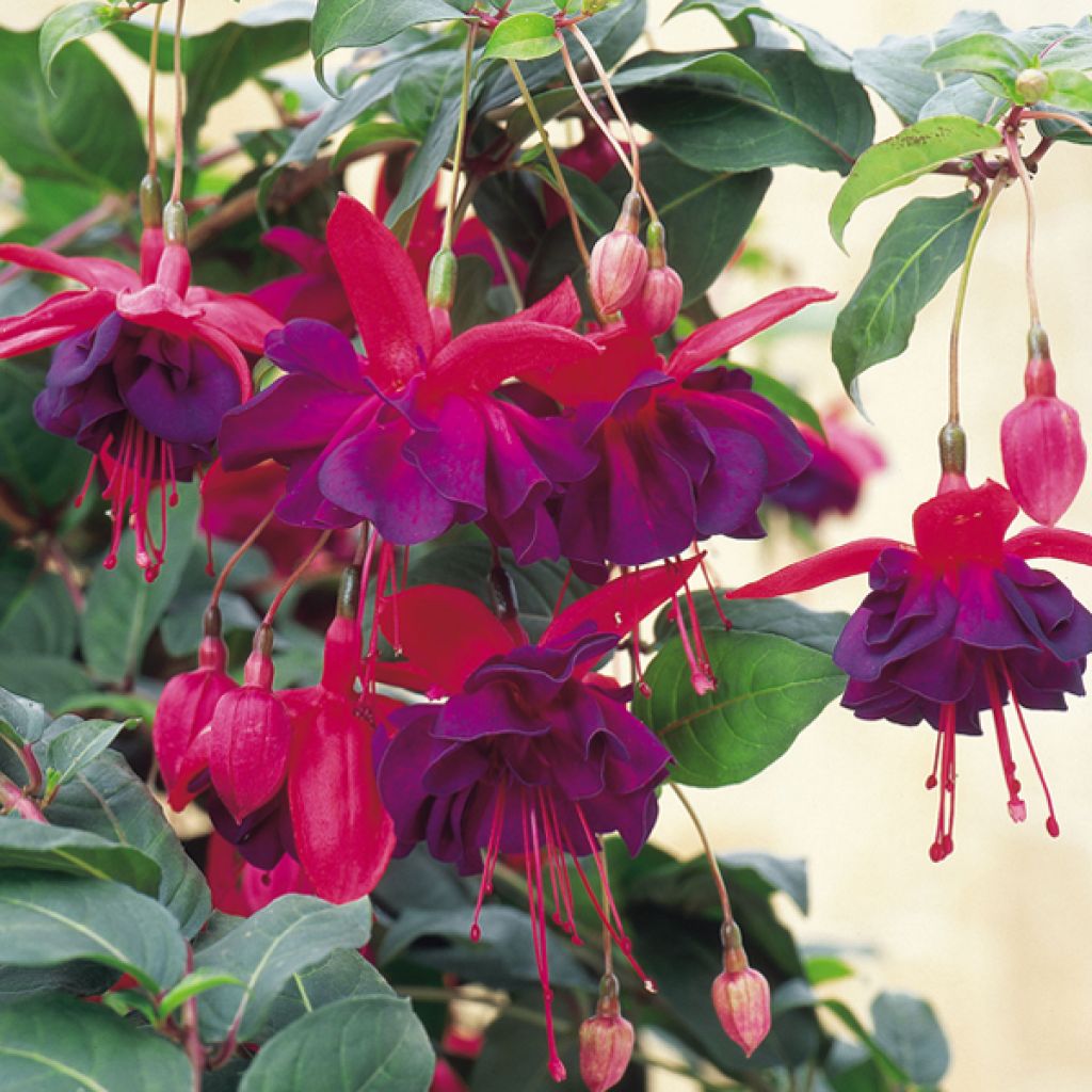 Fuchsia Maori Maid