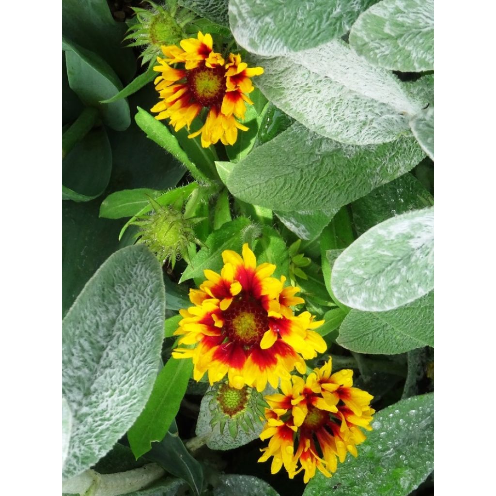 Gaillardia aristata Arizona Sun - Great Blanket Flower