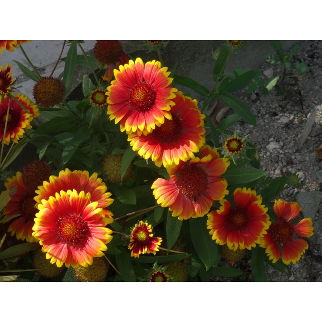 Gaillardia grandiflora Kobold
