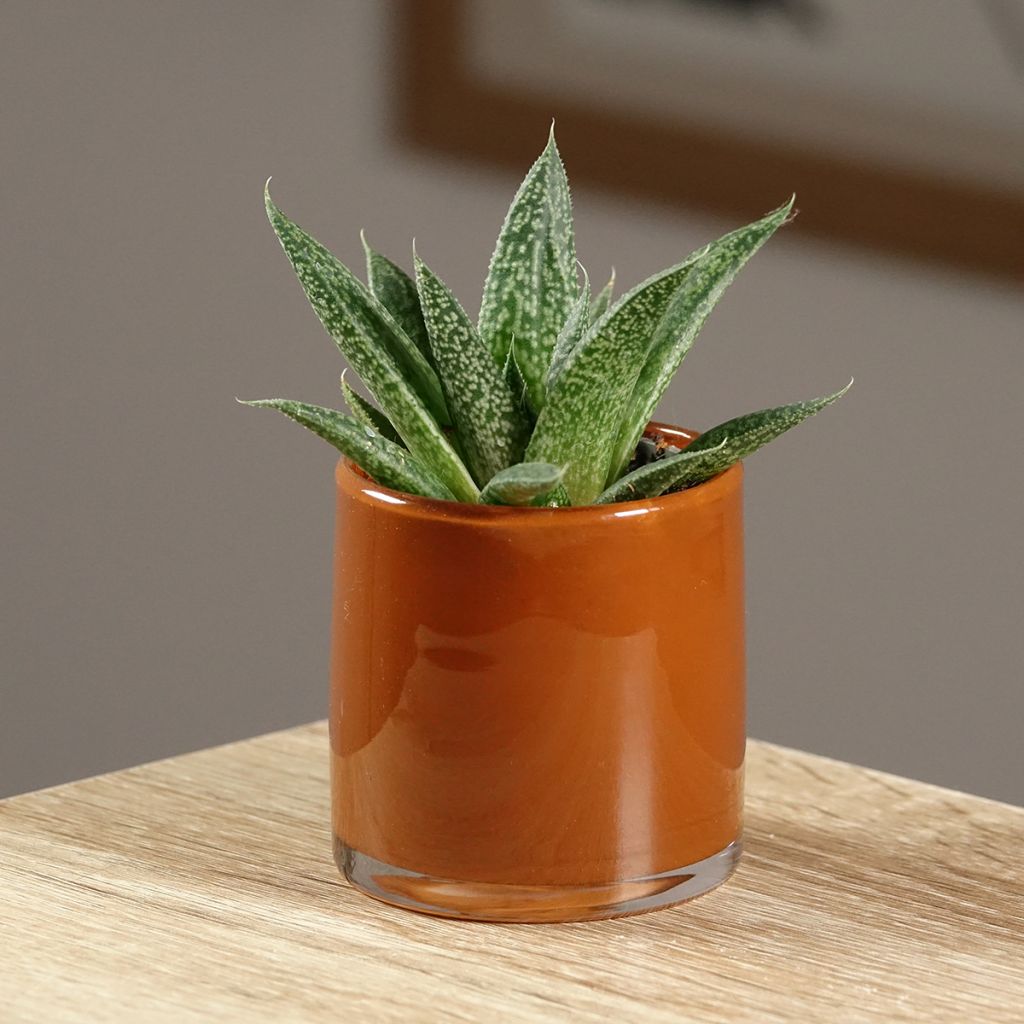 ×Gasteraloe (Aloe aristata × Gasteria carinata var. verrucosa) 'D. Delta'