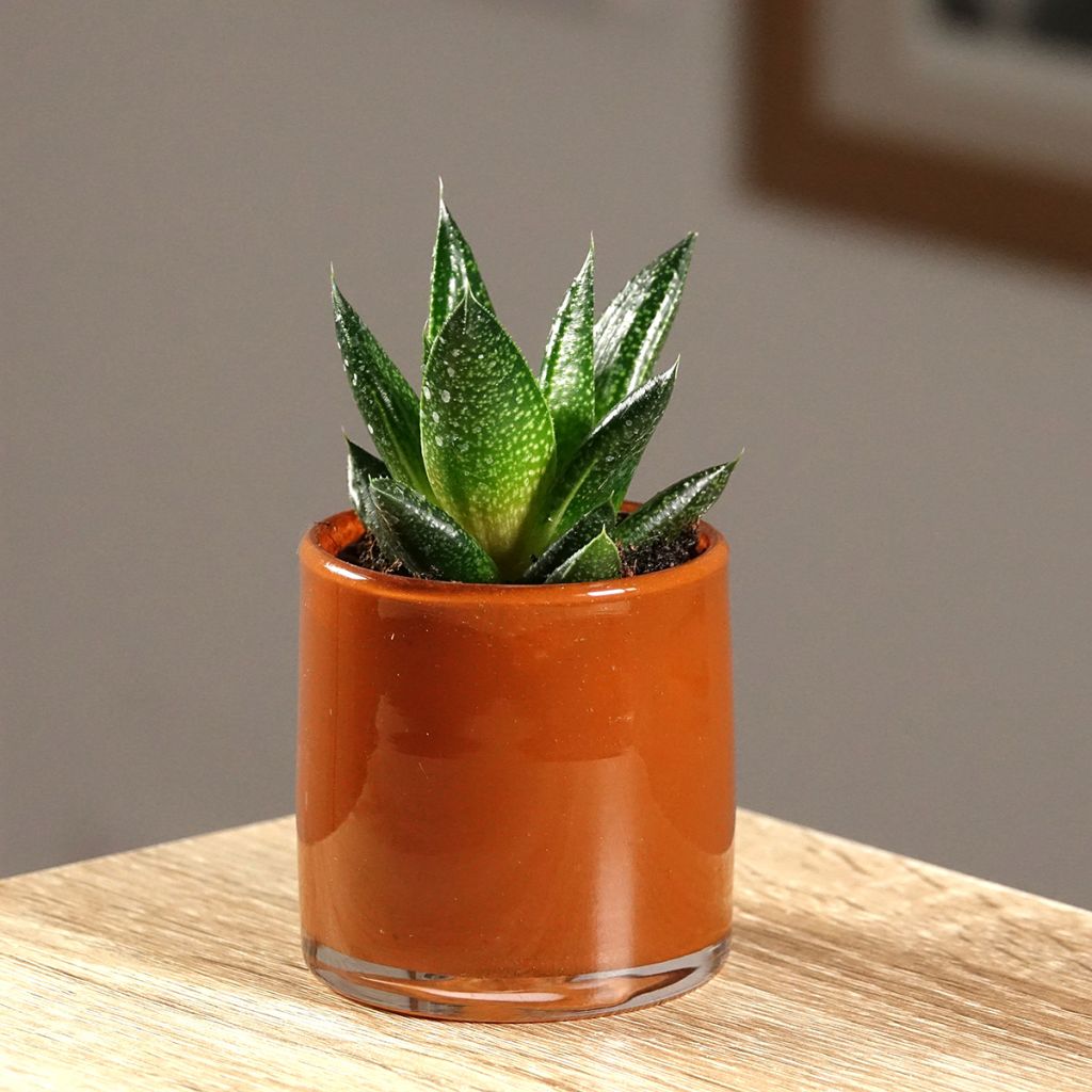 Gasteria  'D. Due'