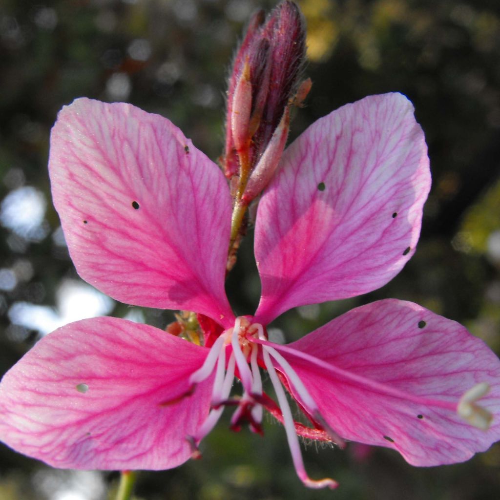 Gaura lindheimeri Siskiyou pink