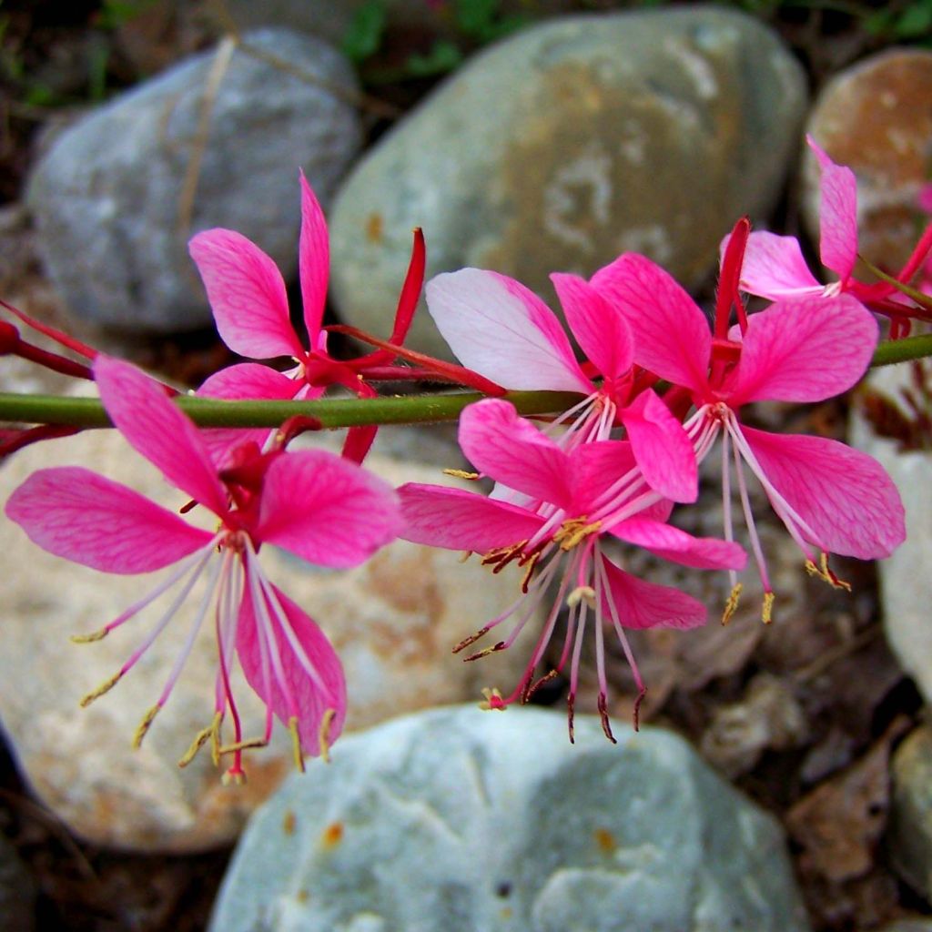 Gaura lindheimeri Siskiyou pink