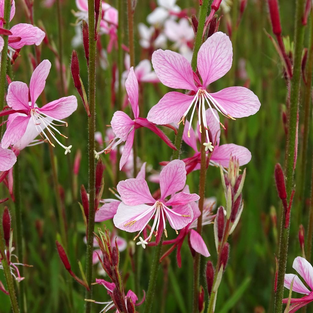 Gaura lindheimeri Siskiyou pink