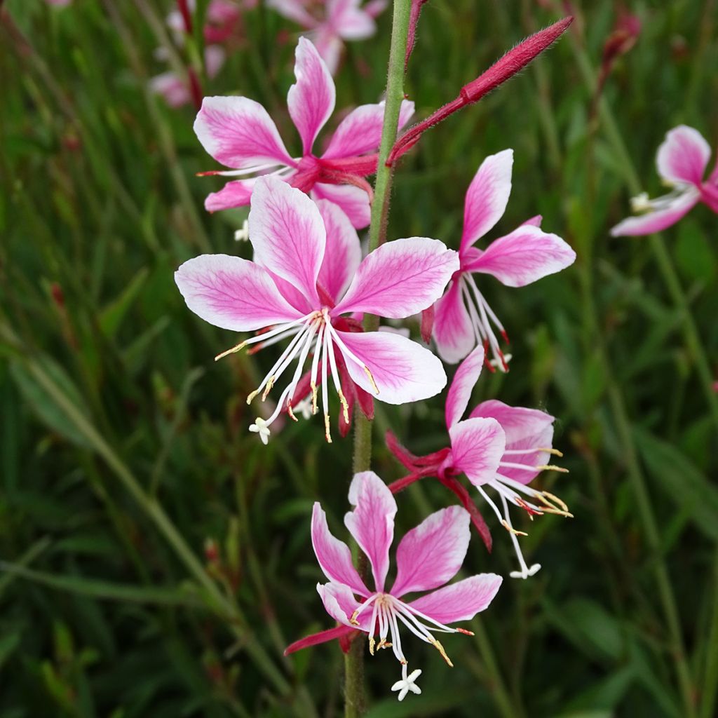 Gaura lindheimeri Siskiyou pink
