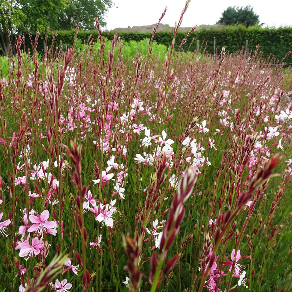 Gaura lindheimeri Siskiyou pink