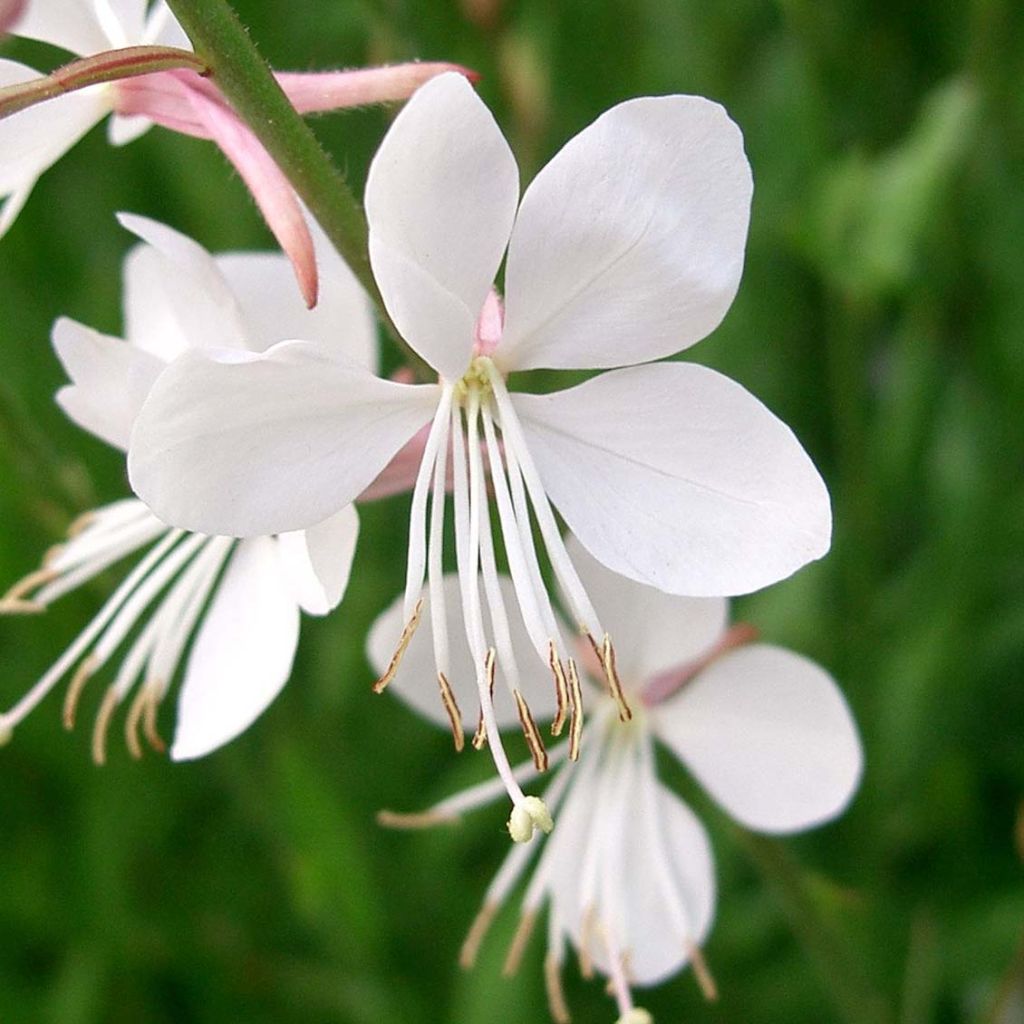 Gaura lindheimeri Snowstorm