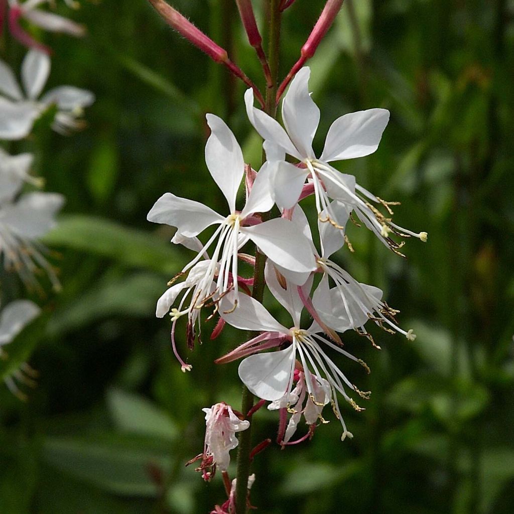Gaura lindheimeri Snowstorm