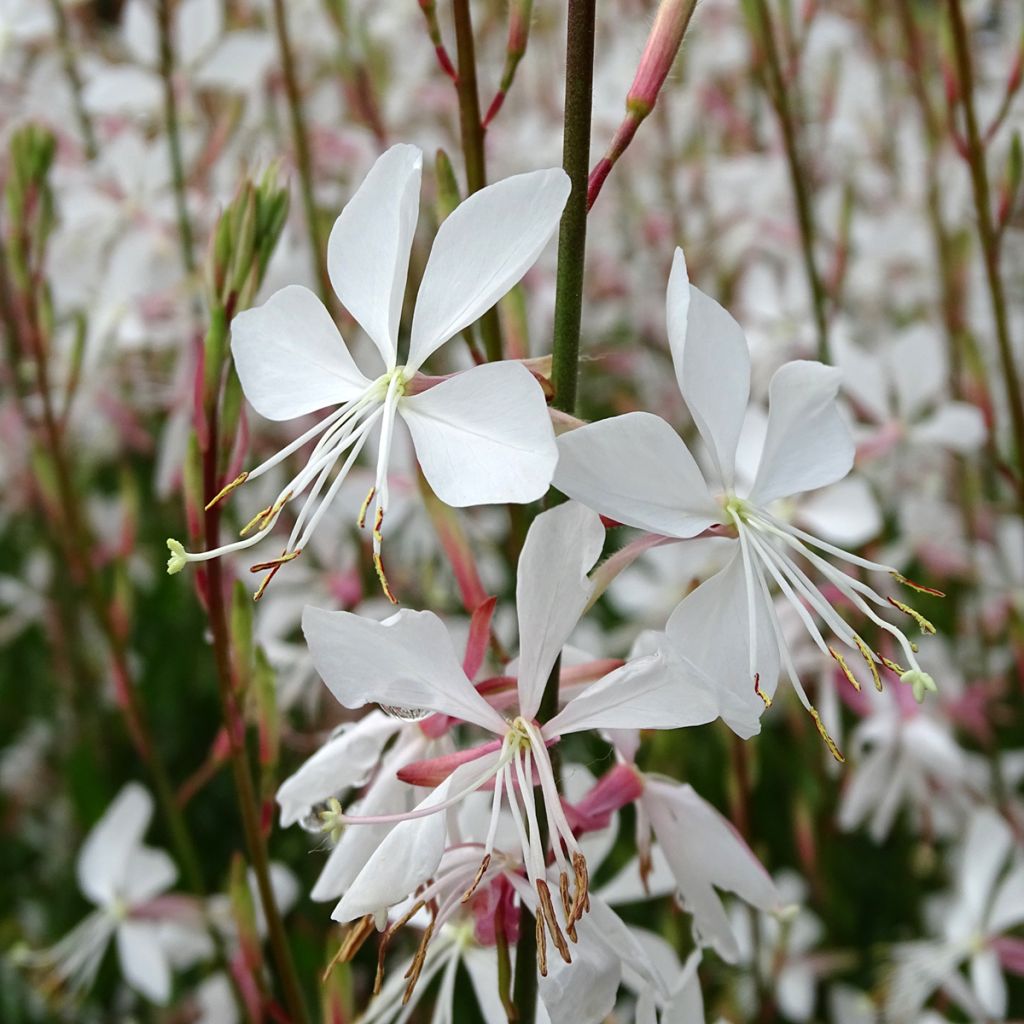 Gaura lindheimeri Snowstorm