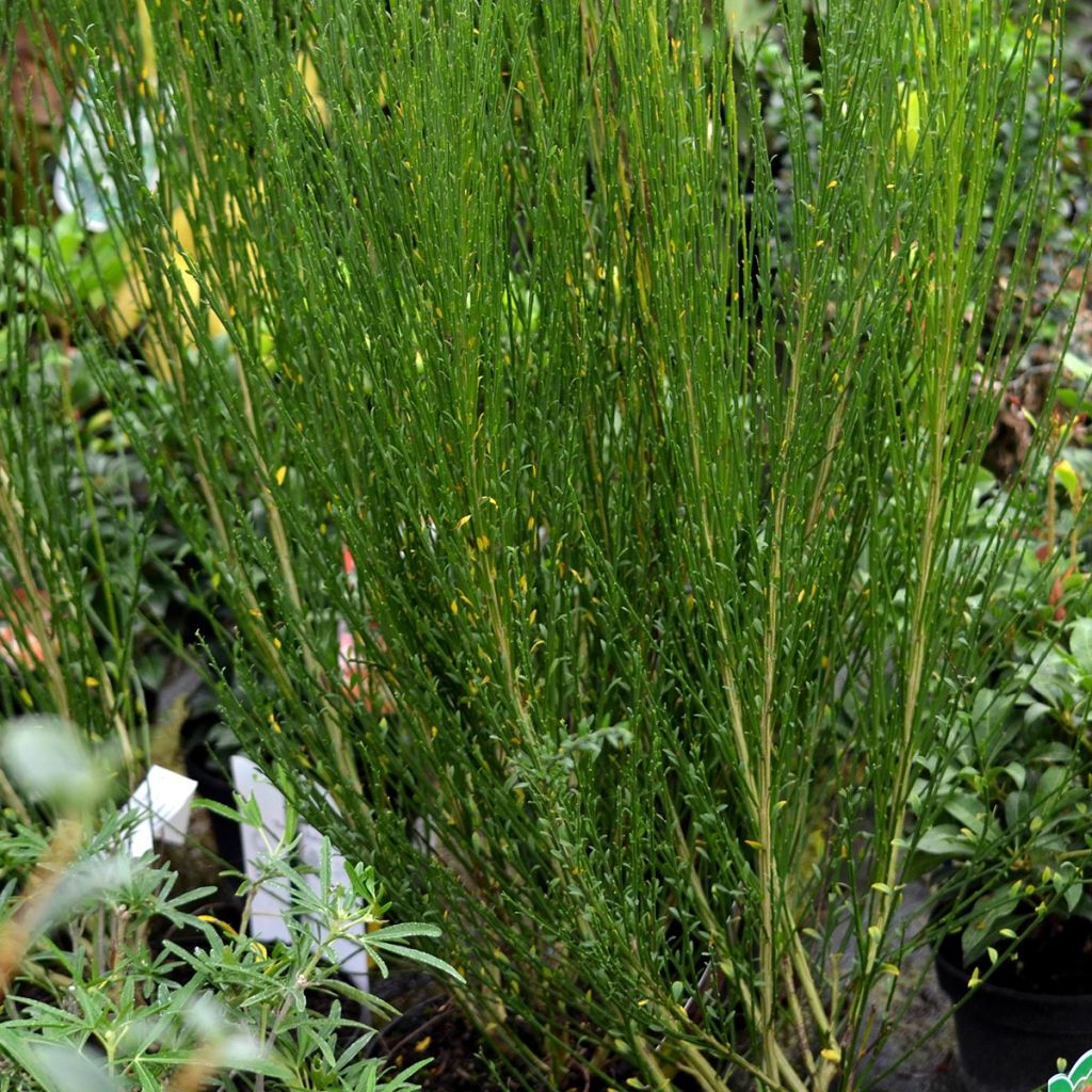 Cytisus scoparius Ruby