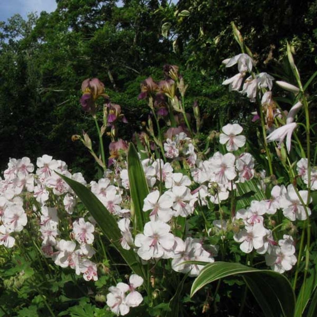 Geranium cantabrigiense Biokovo