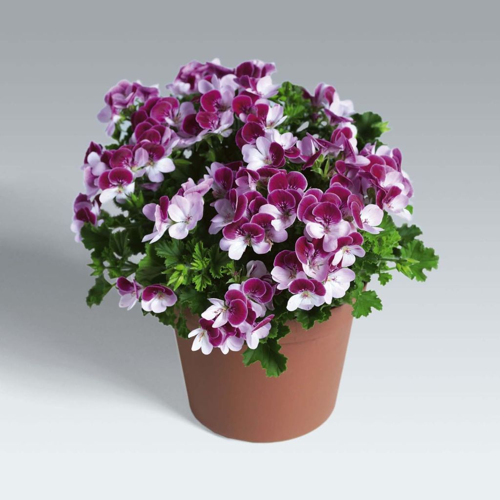 Pelargonium crispum Angel Eyes Bicolor Purple White