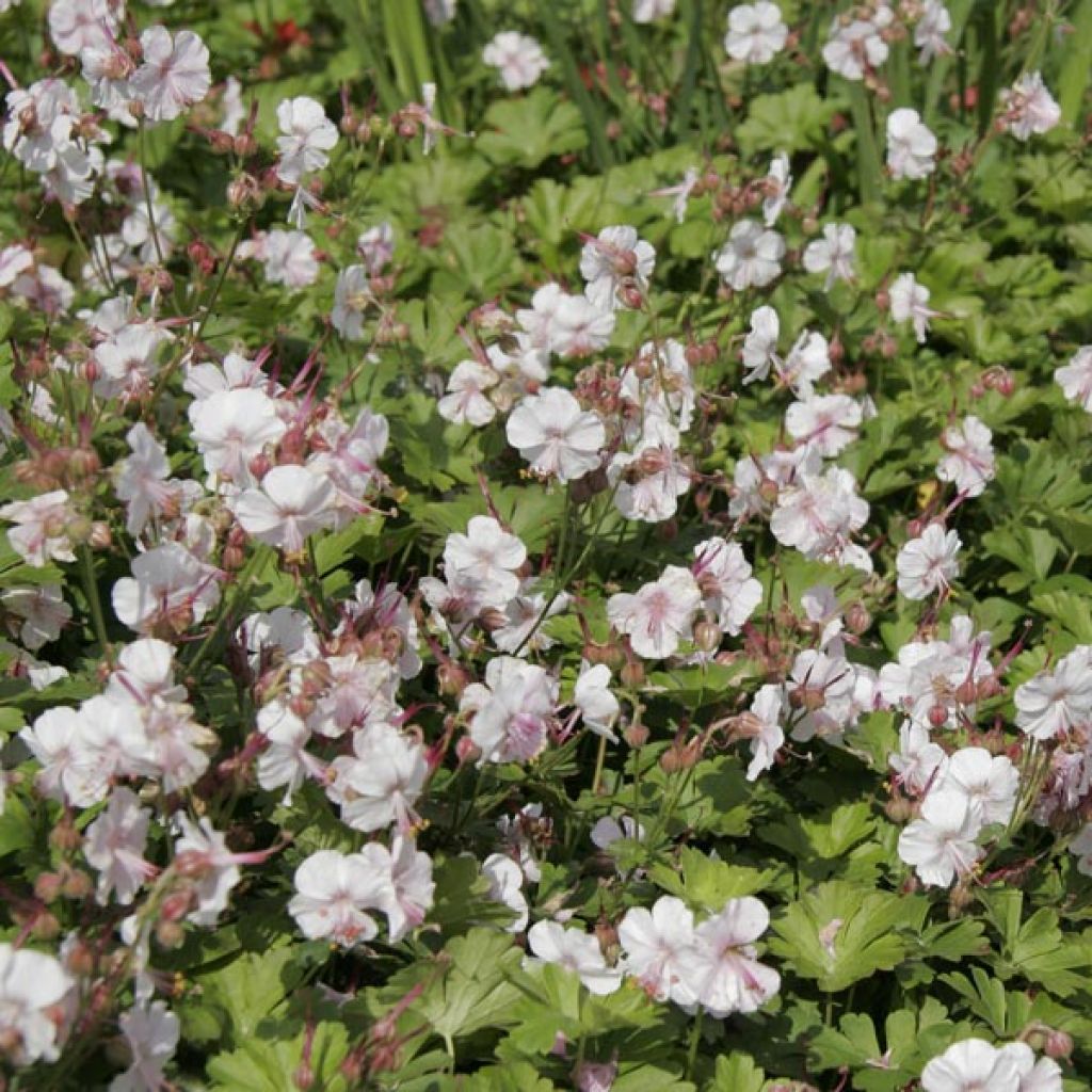 Geranium cantabrigiense Biokovo