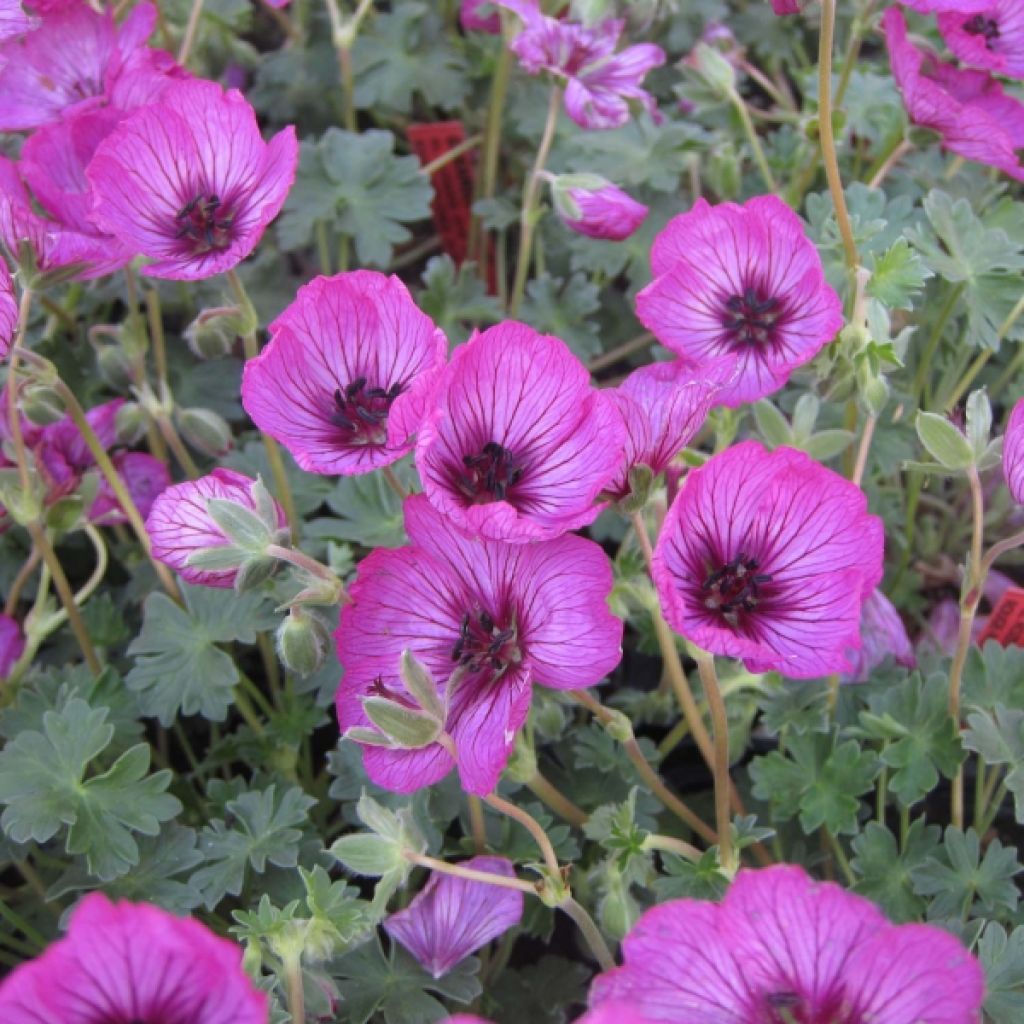 Geranium cinereum Carol