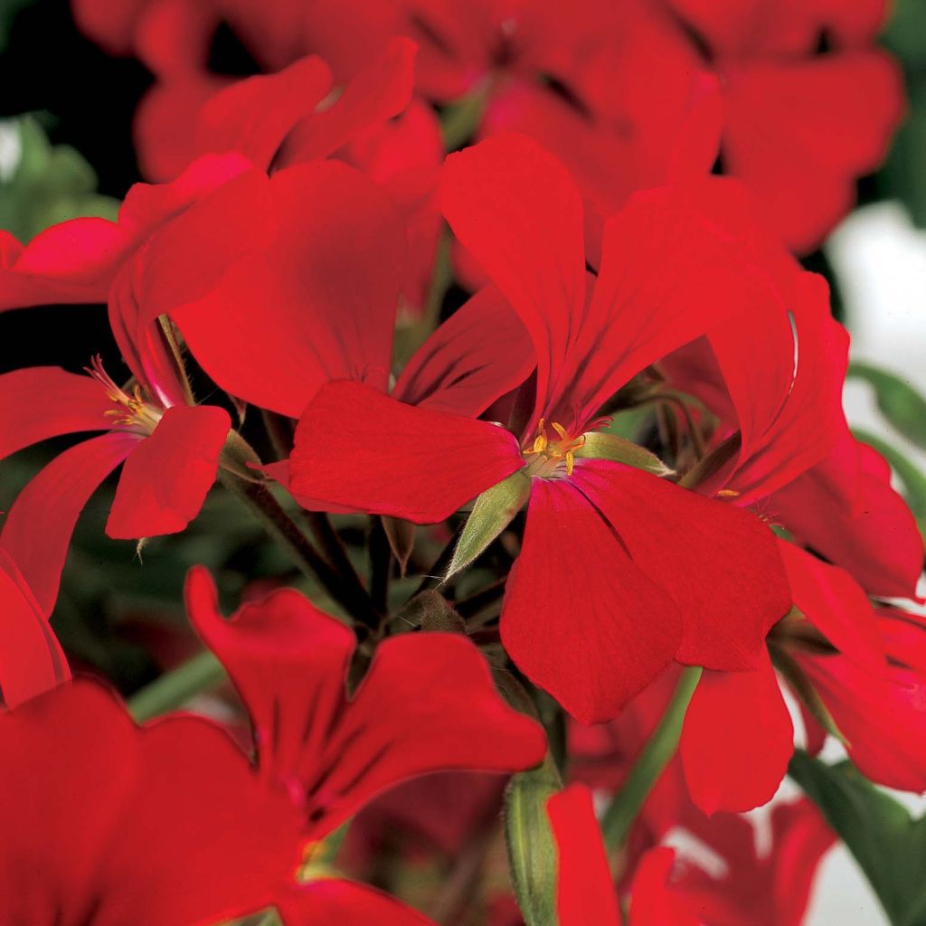 Pelargonium Rainbow Red - Ivy Geranium