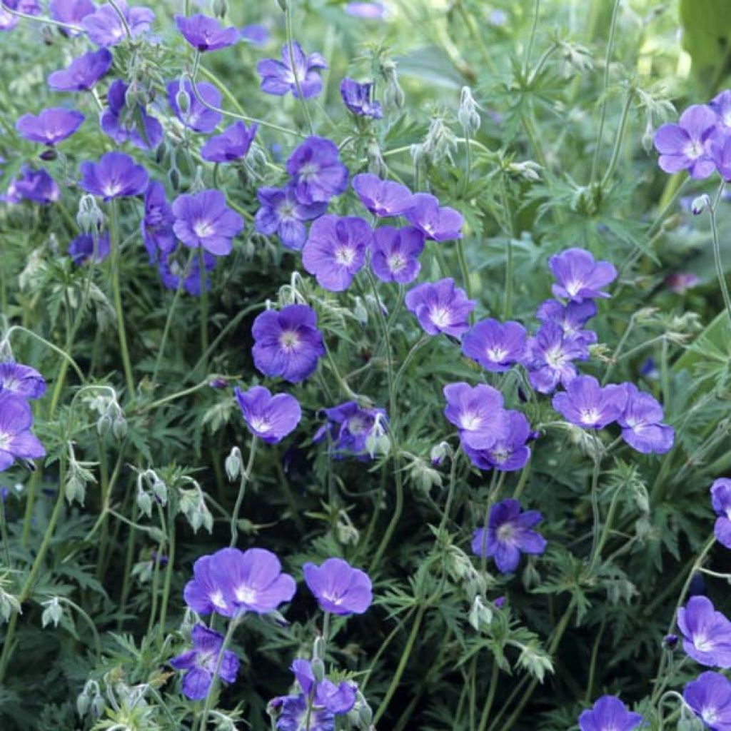 Geranium Orion