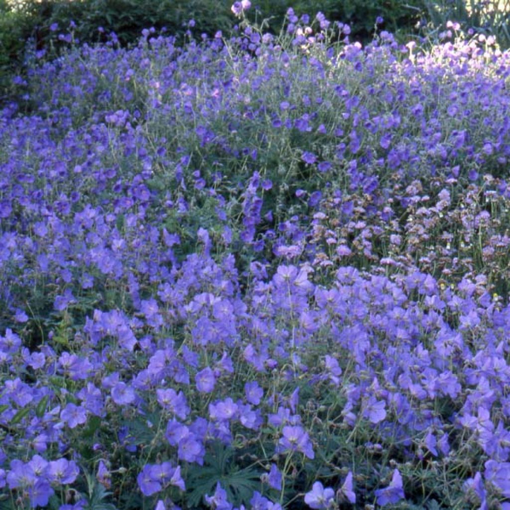 Geranium Orion