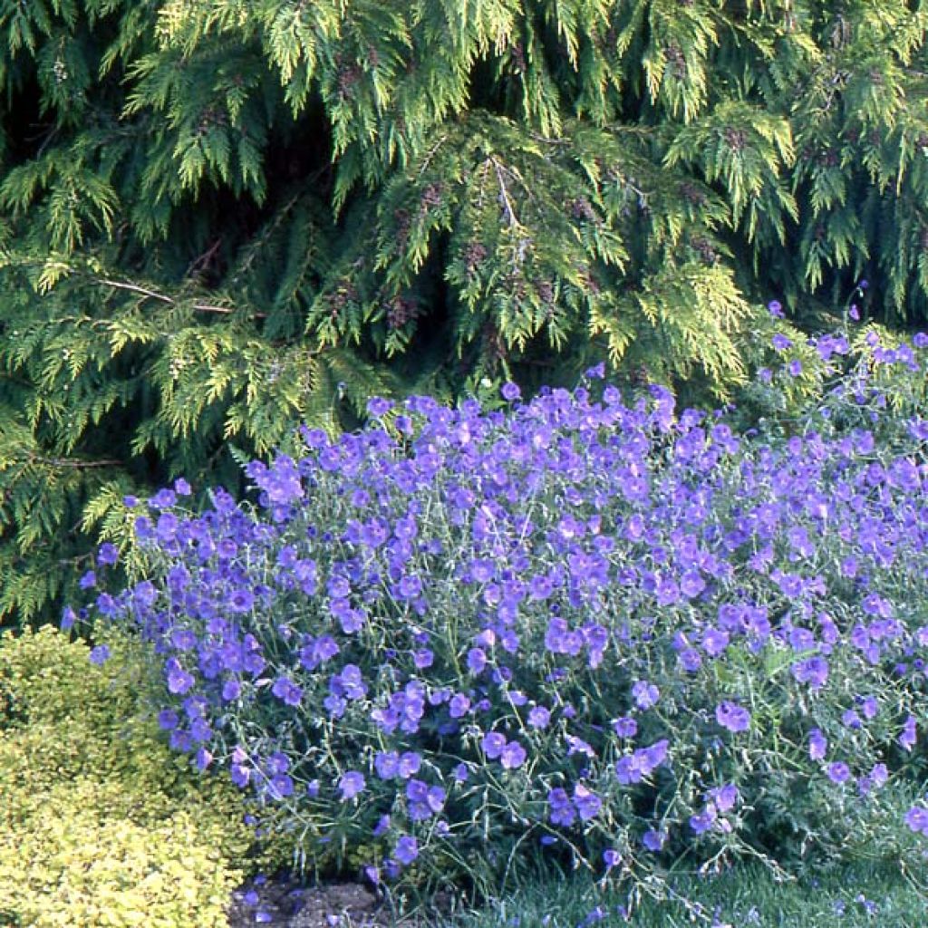 Geranium Orion