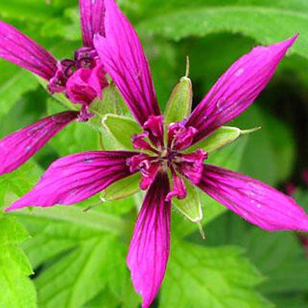 Geranium psilostemon Catherine Deneuve