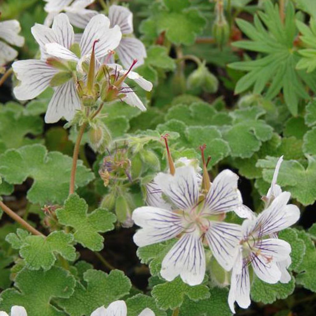 Geranium renardii