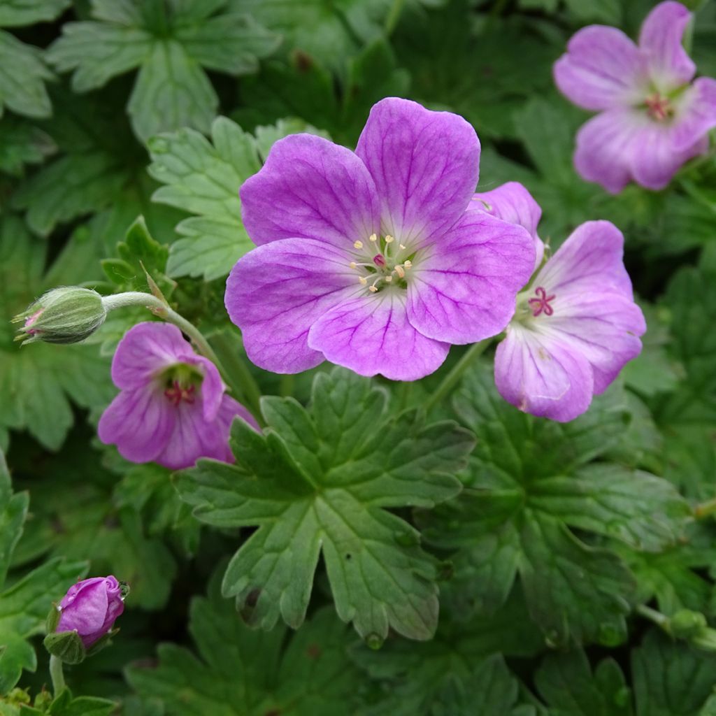 Geranium riversleaianum Mavis Simpson