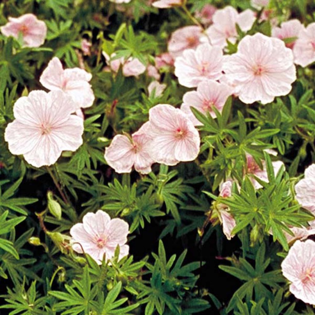 Geranium sanguineum var. striatum