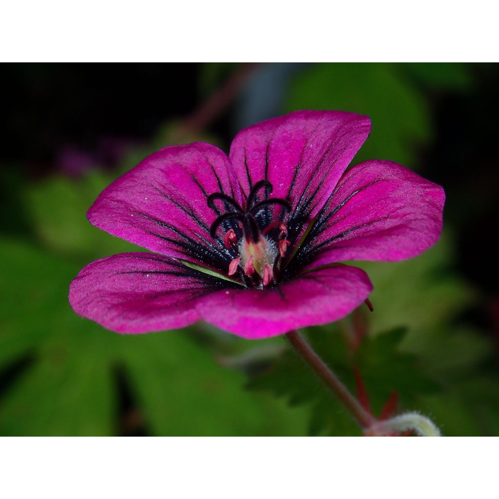 Geranium Ann Folkard