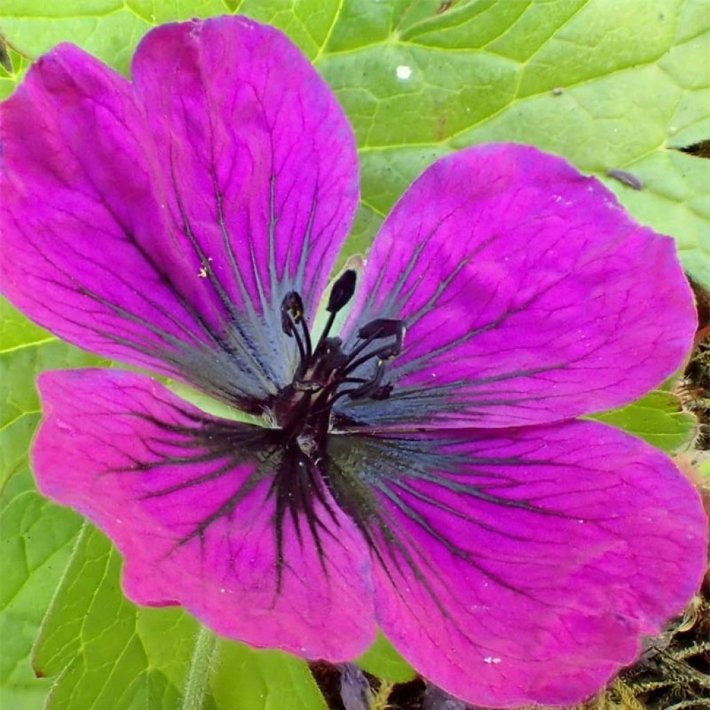 Geranium Dragon Heart