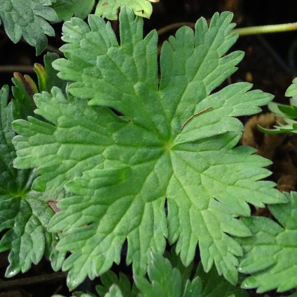 Geranium Dragon Heart