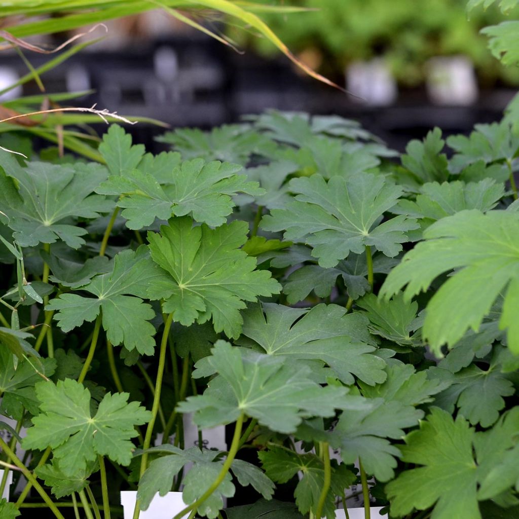 Geranium macrorrhizum Olympos