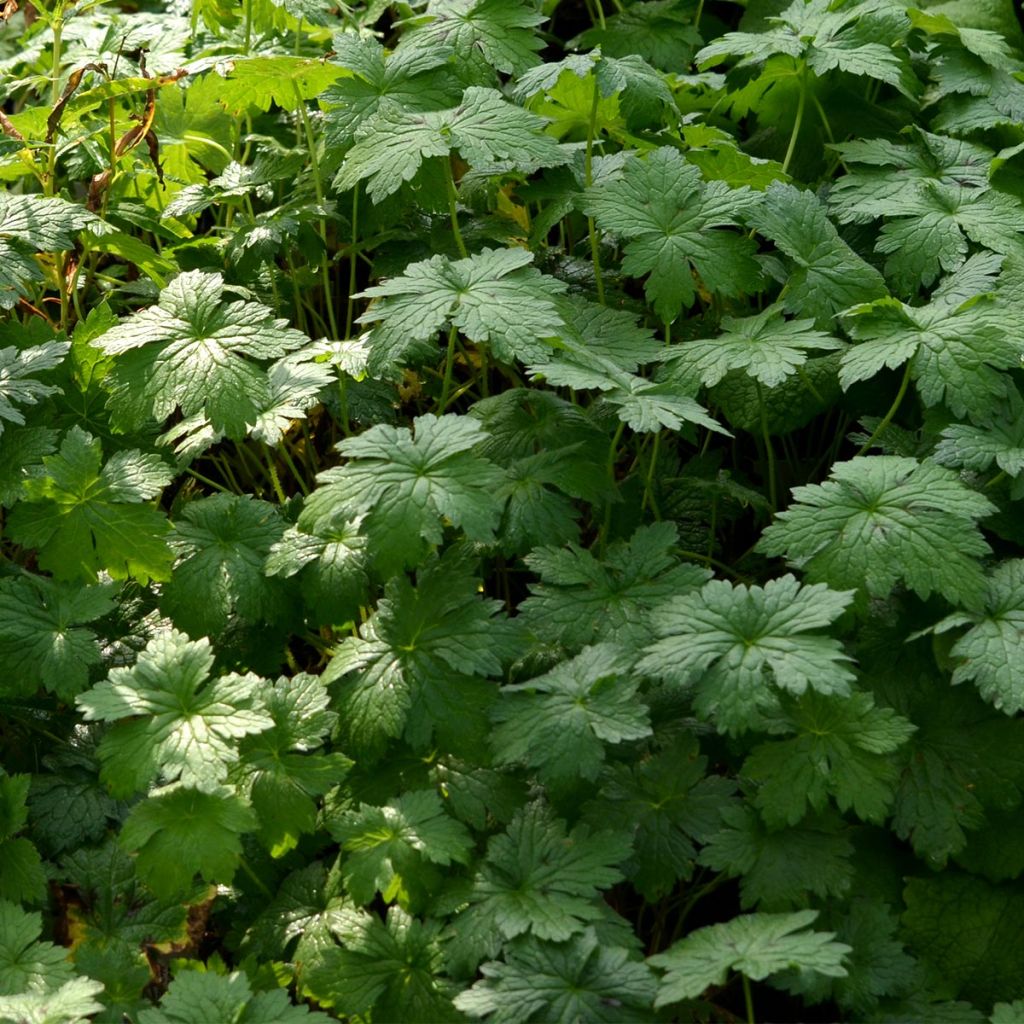 Geranium oxonianum Hollywood