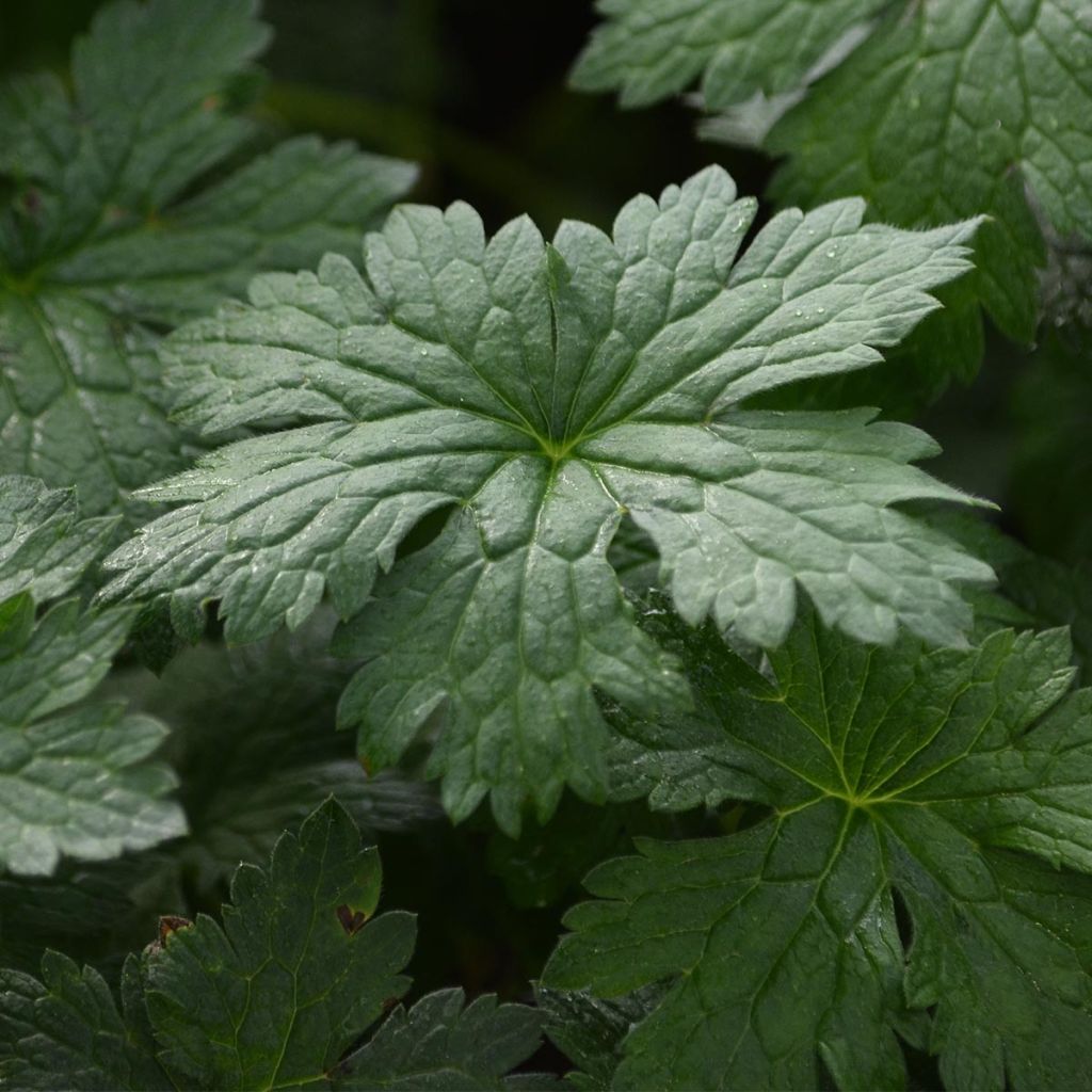 Geranium oxonianum Hollywood