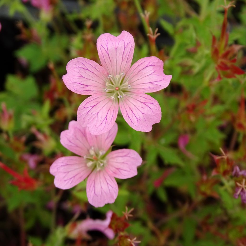 Geranium oxonianum Rosenlicht