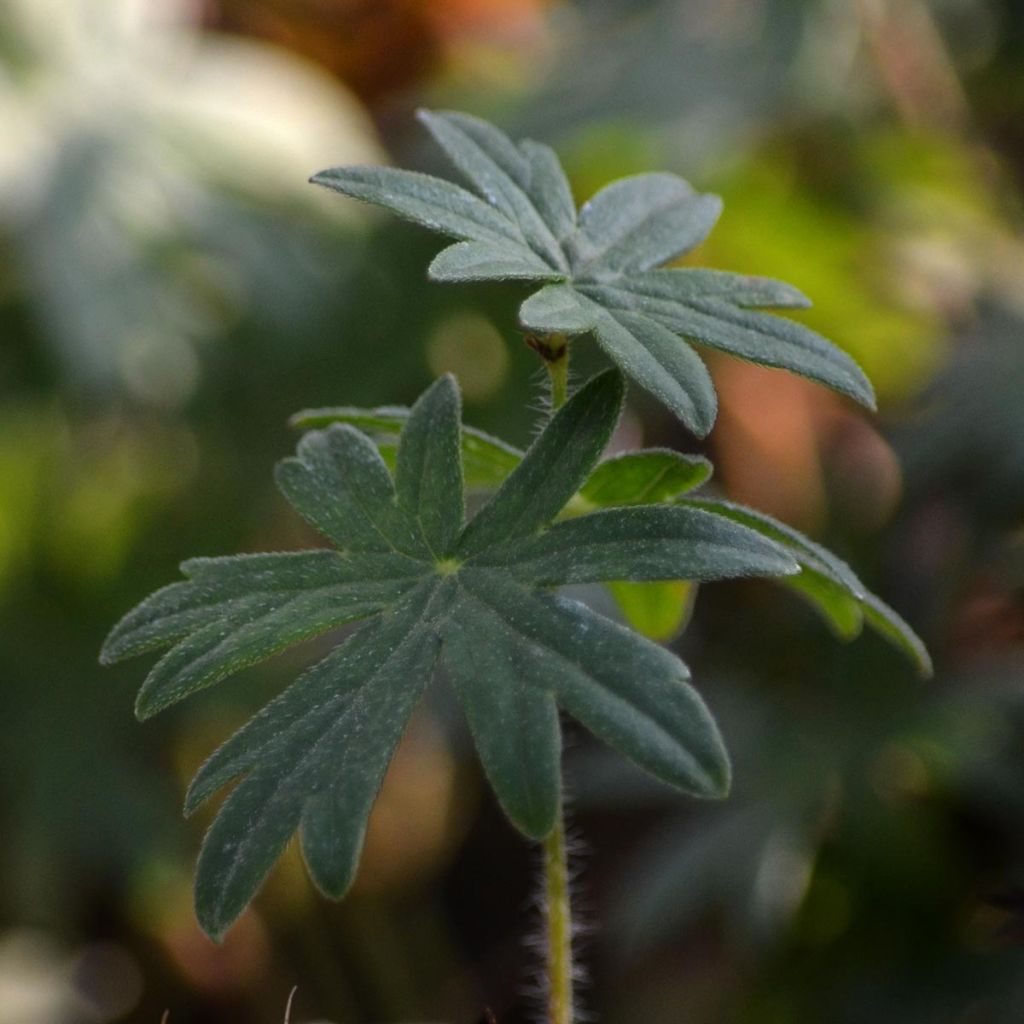 Geranium sanguineum - Bloody Crane's-bill