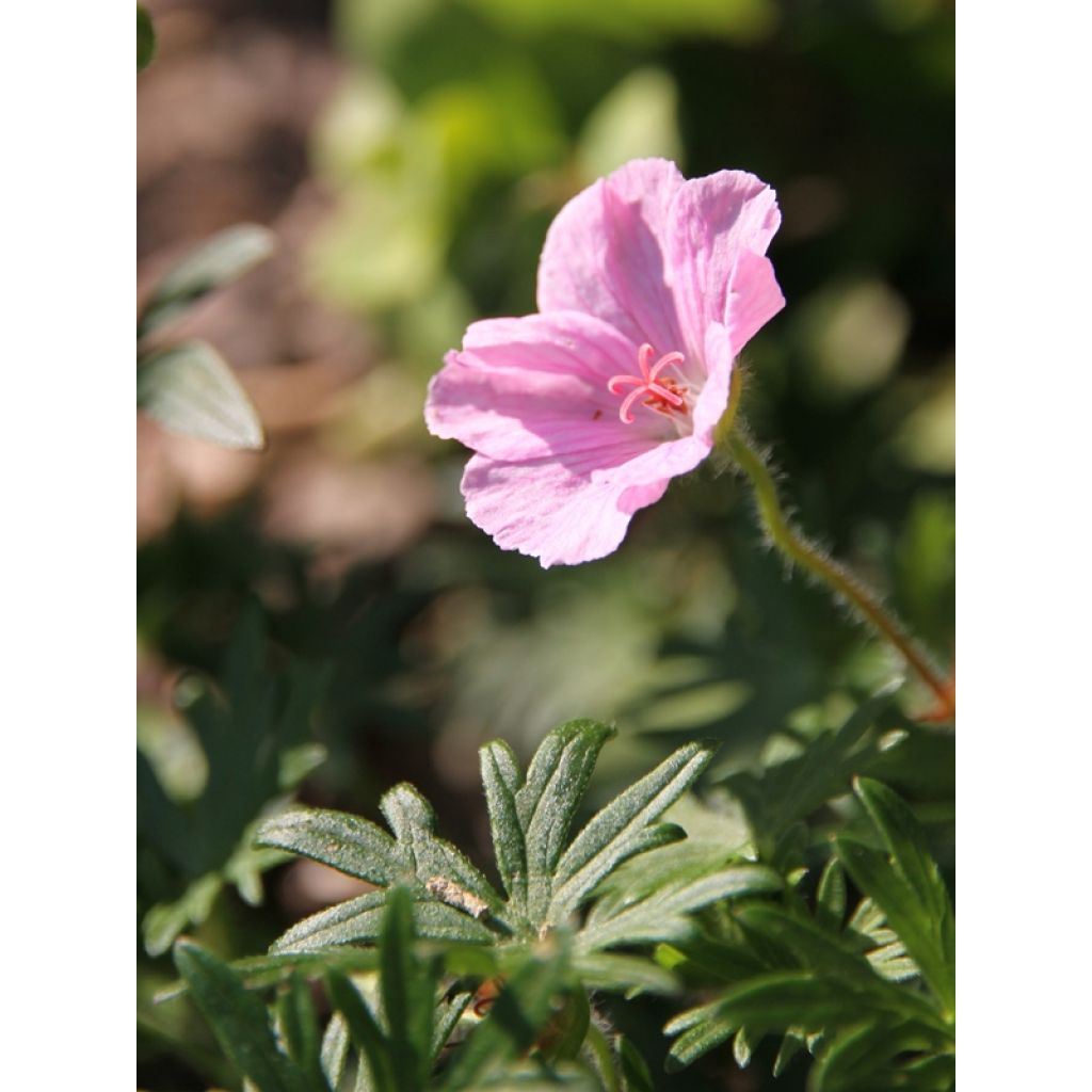 Geranium sanguineum var. striatum