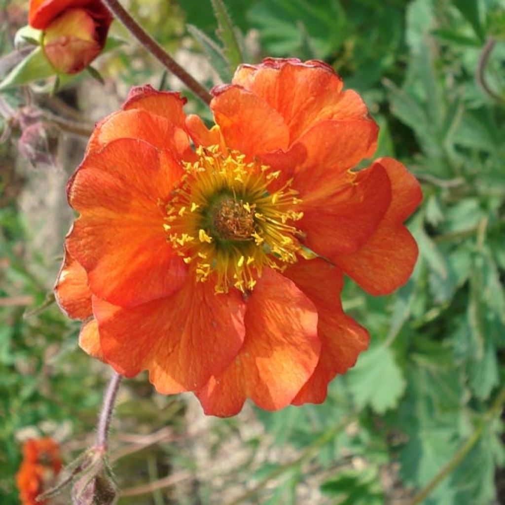 Geum coccineum Borisii