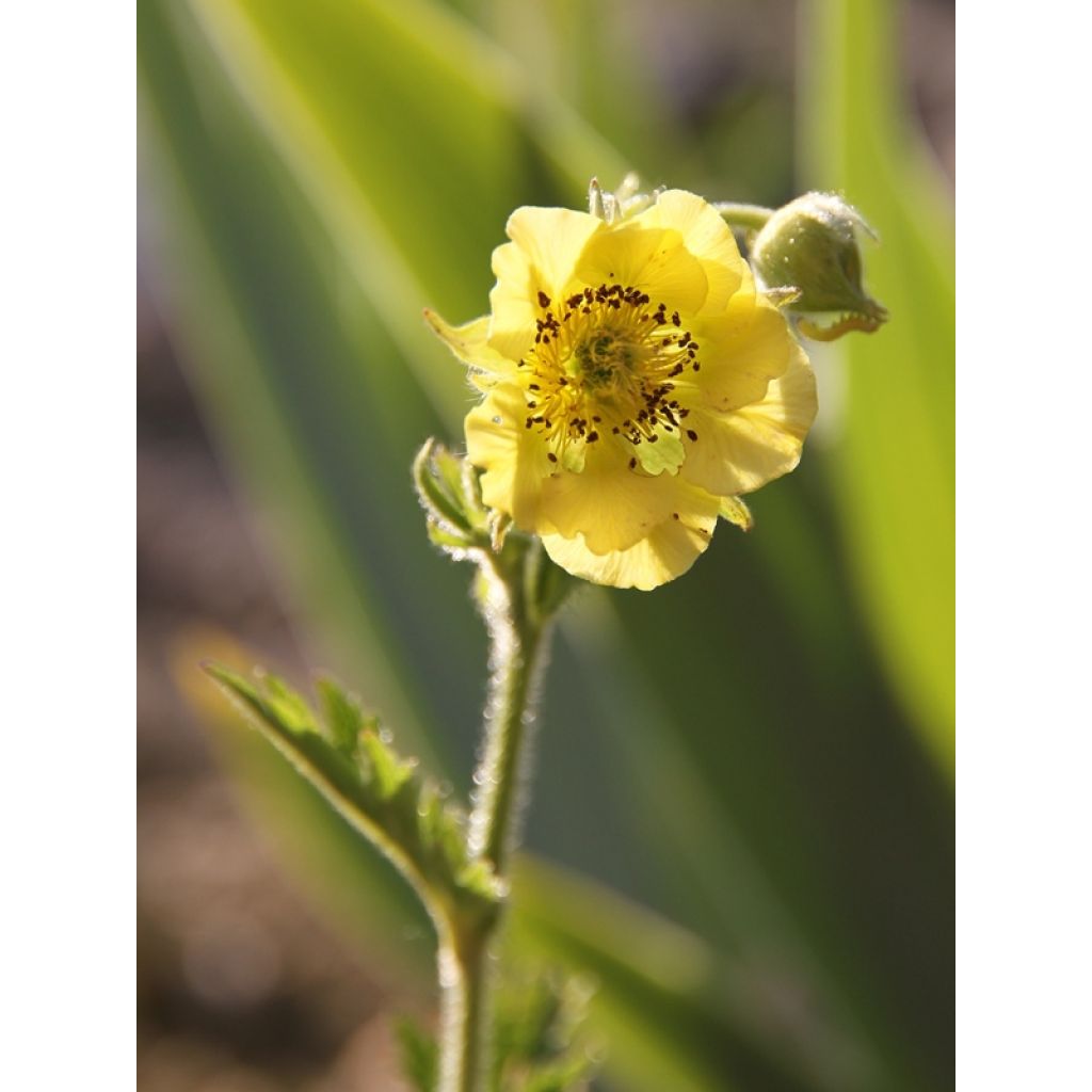 Geum Banana Daiquiri