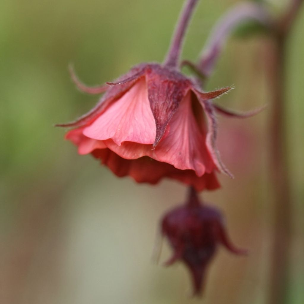Geum rivale Leonards Variety